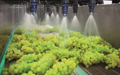 Grapes washing line